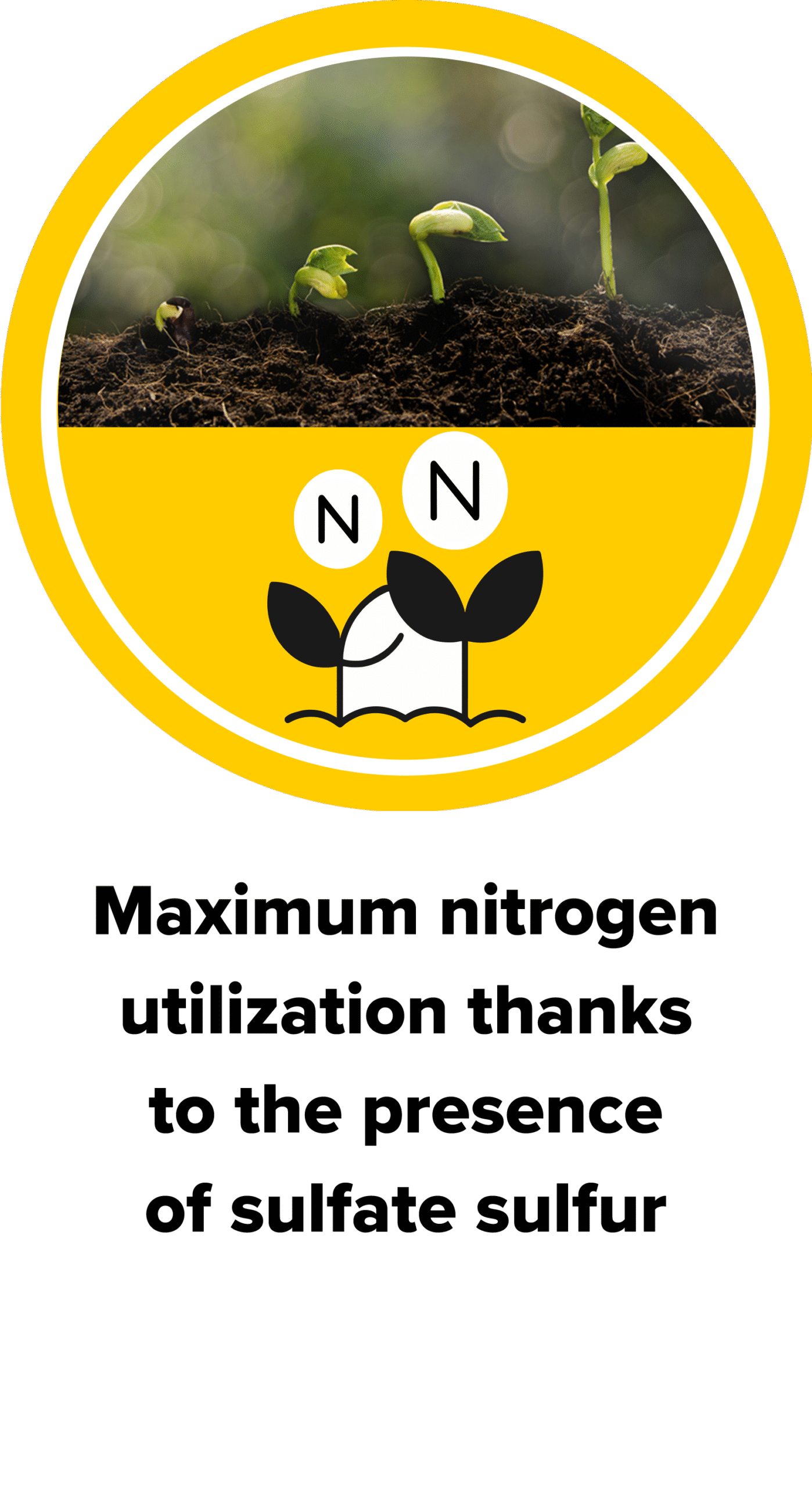 Maximum nitrogen utilization thanks to the presence of sulfate sulfur
